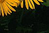 Doronicum 'Miss Mason', flowers