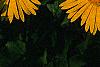 Doronicum 'Miss Mason', flowers