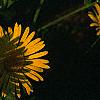 Doronicum 'Miss Mason', flowers