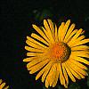 Doronicum 'Miss Mason', flowers