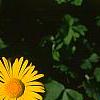 Doronicum 'Miss Mason', flowers