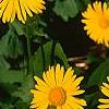 Doronicum 'Miss Mason', flowers