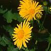 Doronicum 'Miss Mason', flowers