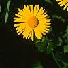 Doronicum 'Miss Mason', flowers
