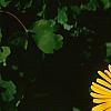 Doronicum 'Miss Mason', flowers
