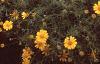 Dyssodia tenuiloba, habit