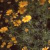 Dyssodia tenuiloba, flowers