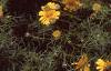 Dyssodia tenuiloba, flowers