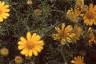 Dyssodia tenuiloba, flowers