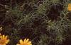 Dyssodia tenuiloba, flowers
