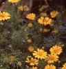 Dyssodia tenuiloba, flowers