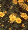 Dyssodia tenuiloba, flowers