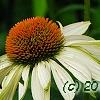 Echinacea 'Fragrant Angel', flowers