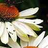 Echinacea 'Fragrant Angel', flowers