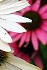 Echinacea 'Fragrant Angel', flowers