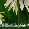 Echinacea 'Fragrant Angel', flowers