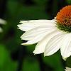 Echinacea 'Fragrant Angel', flowers