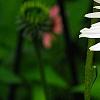 Echinacea 'Fragrant Angel', flowers