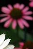 Echinacea 'Fragrant Angel', flowers