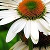 Echinacea 'Fragrant Angel', flowers