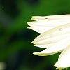 Echinacea 'Fragrant Angel', flowers