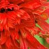 Echinacea 'Hot Papaya', flowers