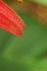 Echinacea 'Hot Papaya', flowers