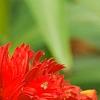 Echinacea 'Hot Papaya', flowers