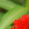 Echinacea 'Hot Papaya', flowers
