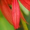 Echinacea 'Hot Papaya', flowers