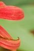Echinacea 'Hot Papaya', flowers