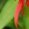 Echinacea 'Hot Papaya', flowers