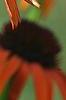 Echinacea x 'Orange Meadowbrite', flowers