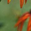 Echinacea x 'Orange Meadowbrite', flowers