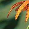 Echinacea x 'Orange Meadowbrite', flowers