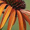 Echinacea x 'Orange Meadowbrite', flowers