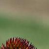 Echinacea x 'Orange Meadowbrite', flowers