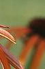 Echinacea x 'Orange Meadowbrite', flowers