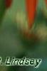 Echinacea x 'Orange Meadowbrite', flowers