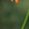 Echinacea x 'Orange Meadowbrite', flowers