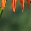 Echinacea x 'Orange Meadowbrite', flowers