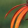 Echinacea x 'Orange Meadowbrite', flowers