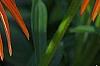 Echinacea x 'Orange Meadowbrite', flowers