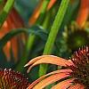 Echinacea x 'Orange Meadowbrite', flowers