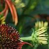 Echinacea x 'Orange Meadowbrite', flowers