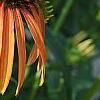Echinacea x 'Orange Meadowbrite', flowers