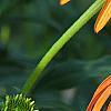 Echinacea x 'Orange Meadowbrite', flowers