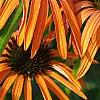 Echinacea x 'Orange Meadowbrite', flowers