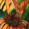 Echinacea x 'Orange Meadowbrite', flowers