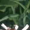 Echinacea pallida, flowers